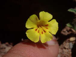 Image of annual redspot monkeyflower