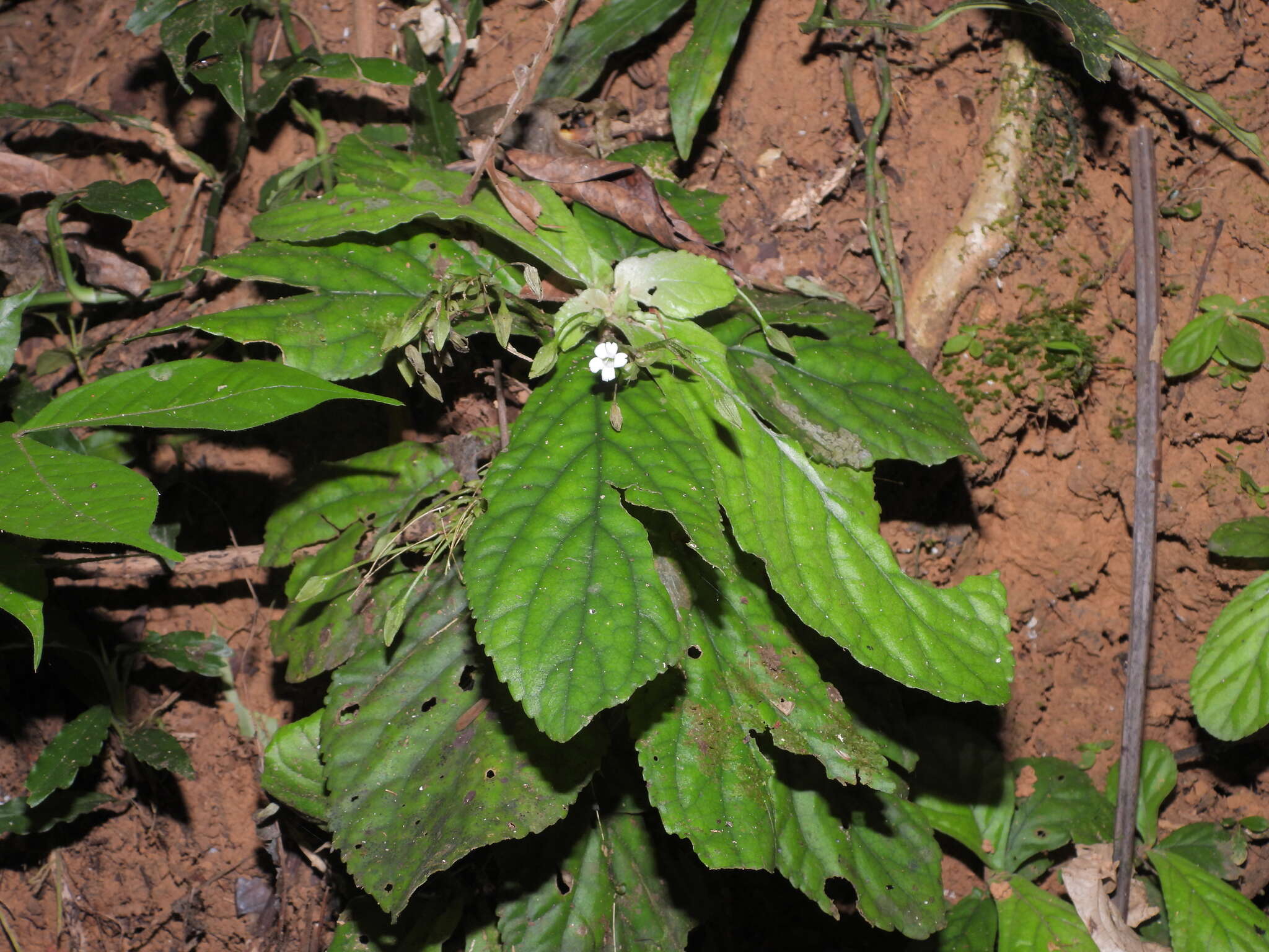 Image of Napeanthus macrostoma Leeuwenb.