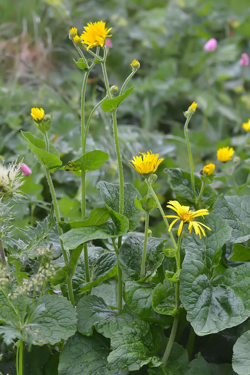 Слика од Doronicum macrophyllum Fisch.