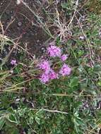 Слика од Silene suecica (Loddiges) Greuter & Burdet