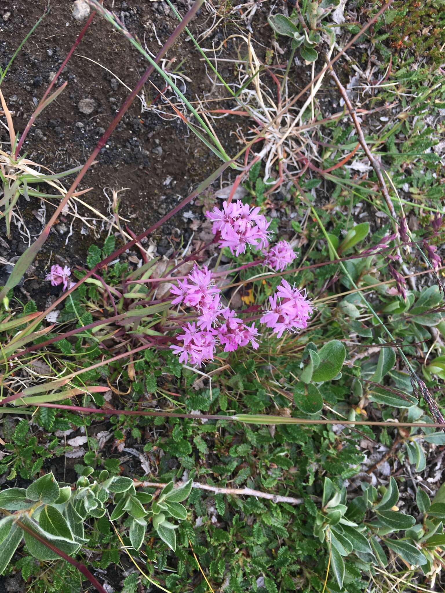Слика од Silene suecica (Loddiges) Greuter & Burdet