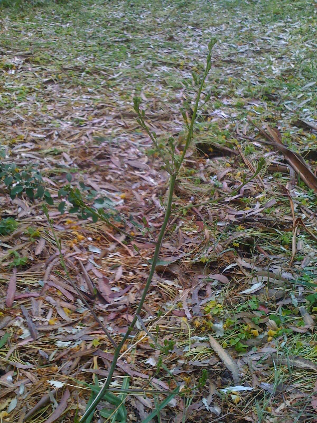 Image of wavyleaf soap plant