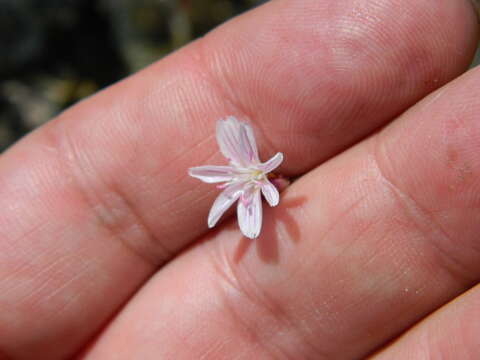 Image of Wallowa lewisia