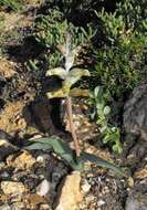 Image of Lachenalia undulata Masson ex Baker