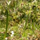 Image of Alpine leek orchid