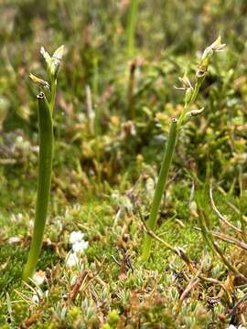 Imagem de Prasophyllum alpinum R. Br.