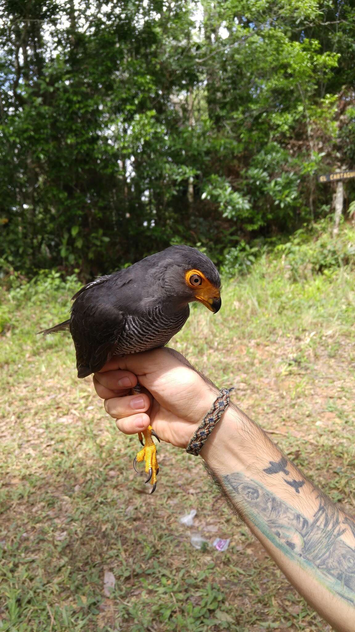 Image of Barred Forest Falcon