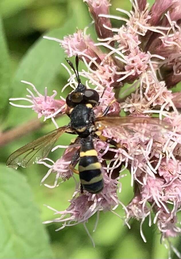 Imagem de Conops flavipes Linnaeus 1758