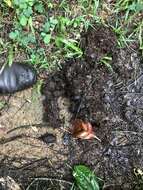 Image of African forest elephant