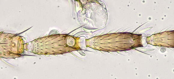 Image of Thrips flavus Schrank 1776