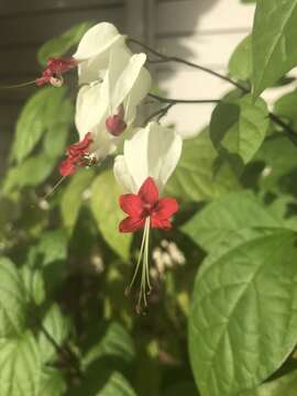 Слика од Clerodendrum thomsoniae Balf. fil.