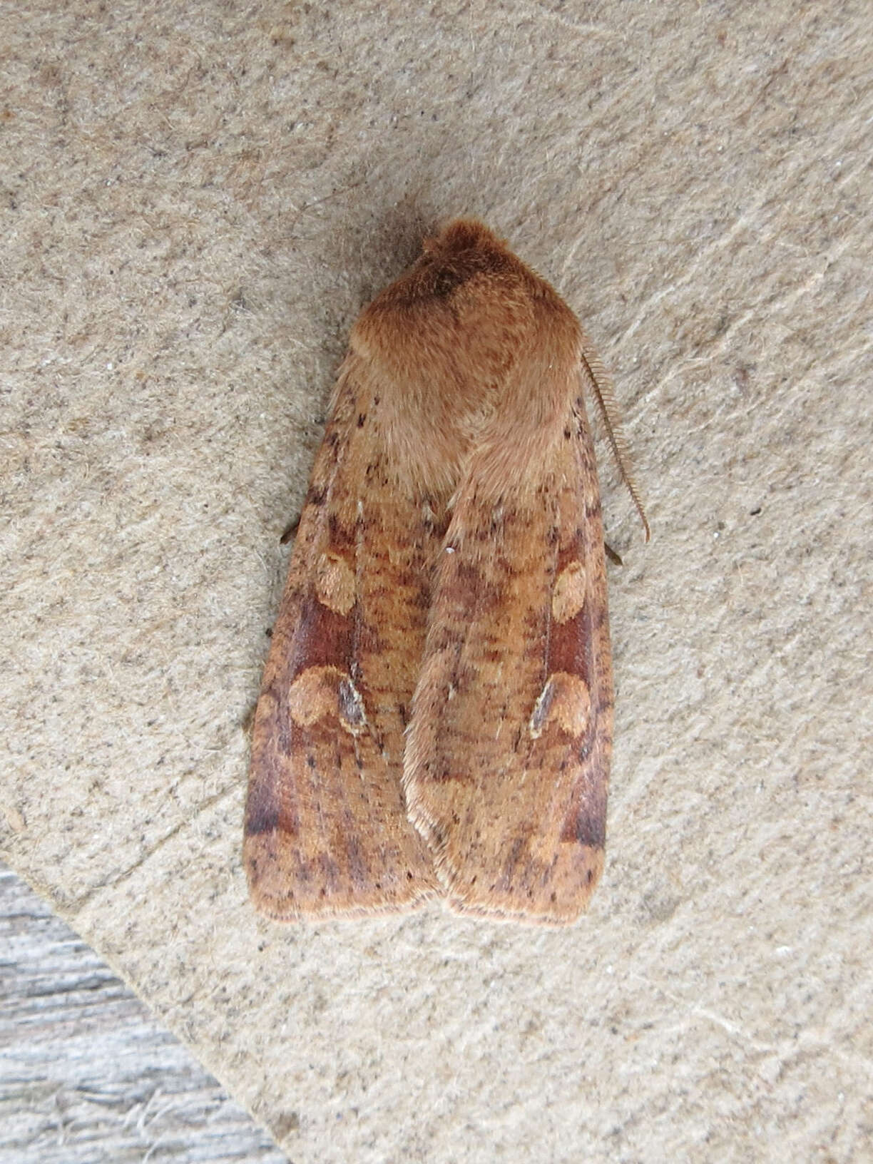 Image of Orthosia rubescens Walker 1865