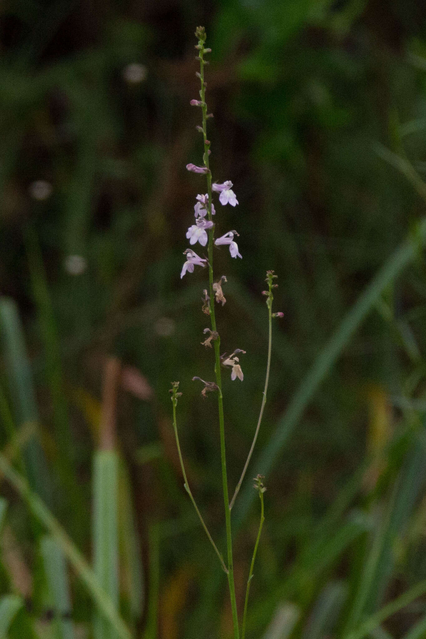 Sivun Lobelia floridana Chapm. kuva