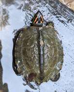Image of Spot-legged turtle