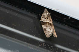 Image of Black-and-grey Banded Leafroller