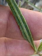 Image of Helianthus devernii Draper