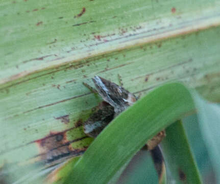 Image de Spodoptera frugiperda Smith & Abbot 1797