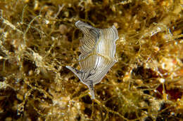 Image of candy striped flatworm