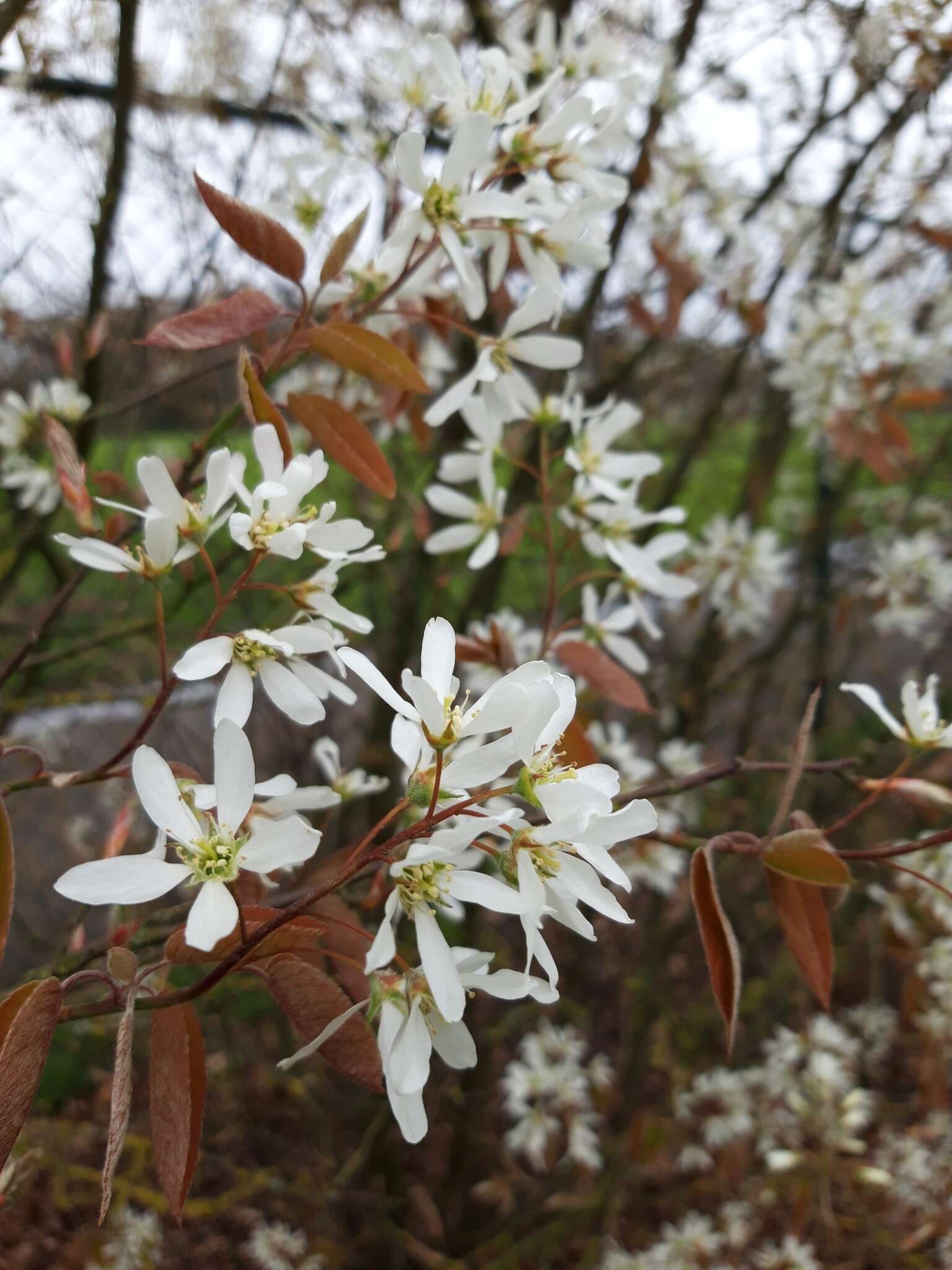 Image de Amelanchier lamarckii F. G. Schroed.