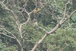 Image of Gray-shanked Douc Langur