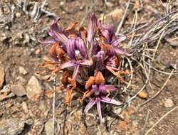 Imagem de Aphyllon californicum subsp. californicum