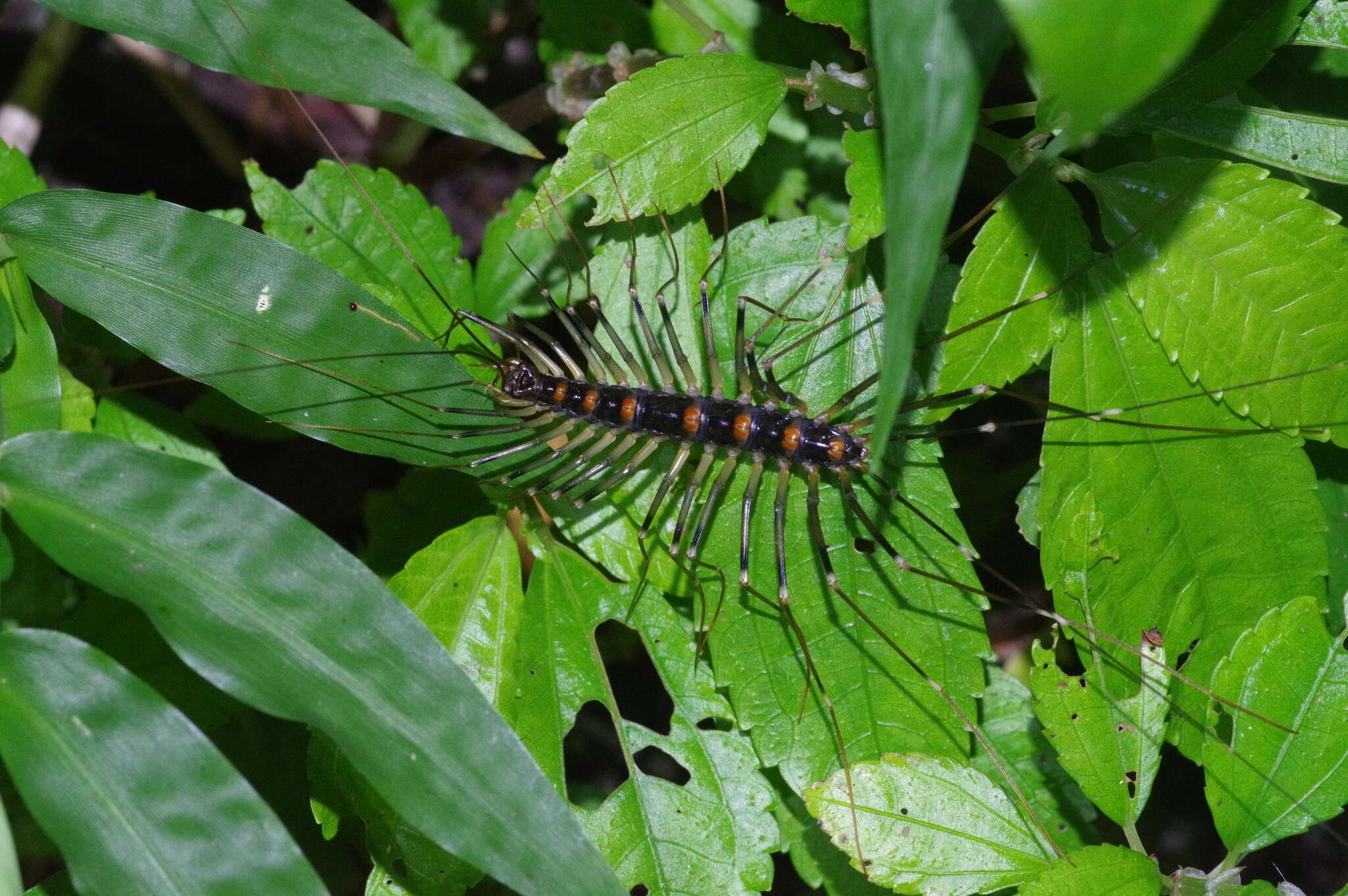 Image of Thereuopoda clunifera (Wood 1862)