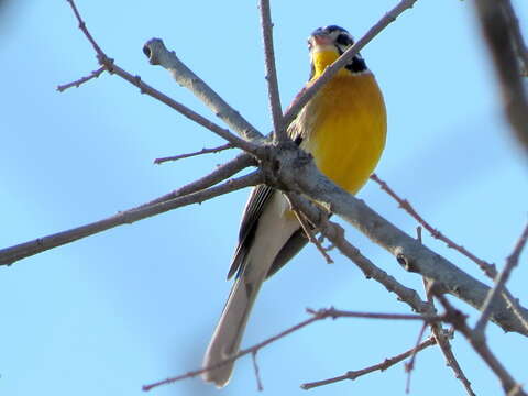 Imagem de Emberiza flaviventris princeps Clancey & Winterbottom 1960