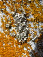 Image of Heterodermia namaquana Brusse