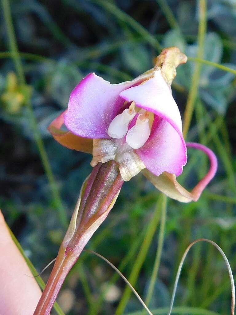 Image of Disperis capensis var. capensis