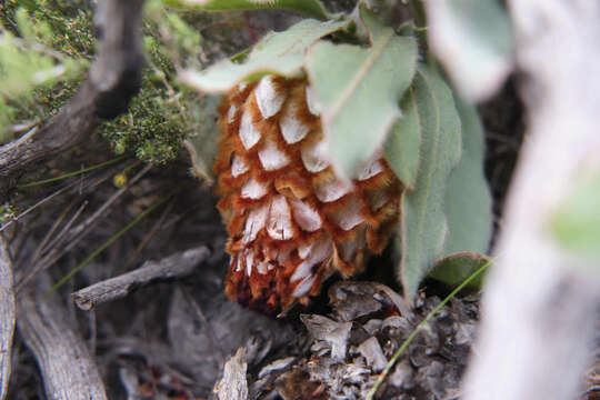 Image of Protea holosericea (Salisb. ex Knight) Rourke