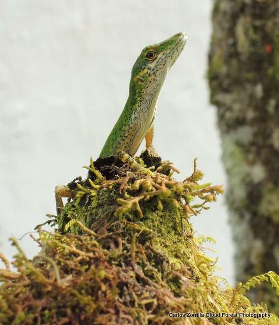 Image of Andes  Anole