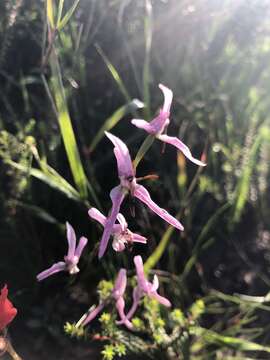 Disa biflora (L.) Druce resmi