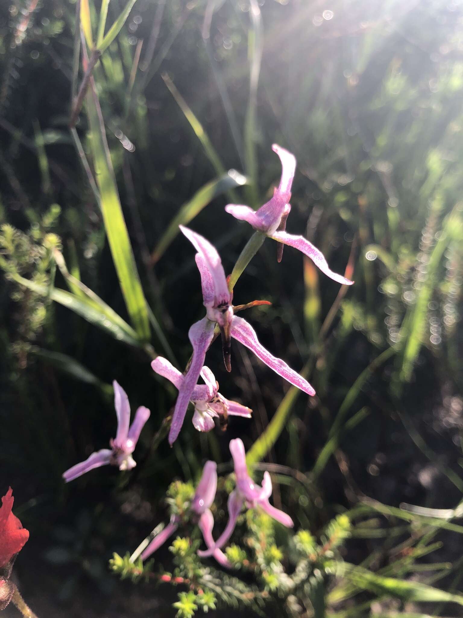 Image de Disa biflora (L.) Druce