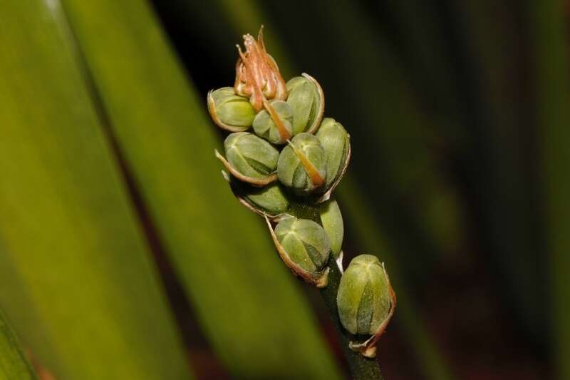 Image of Albuca abyssinica Jacq.