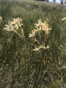 Image of Ixia paniculata D. Delaroche