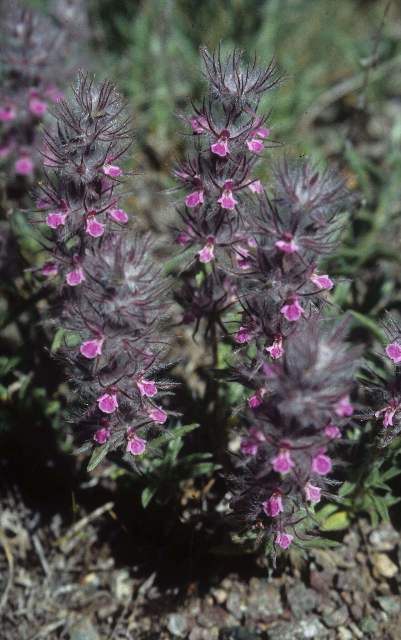 Image of Stachys lavandulifolia Vahl