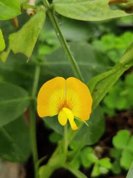 Plancia ëd Arachis hypogaea L.