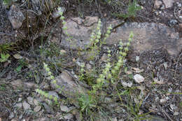 Image of Sideritis hirsuta L.