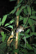 Image of Giant White-tailed Rat