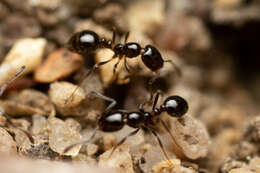 Image of Monomorium fieldi Forel 1910