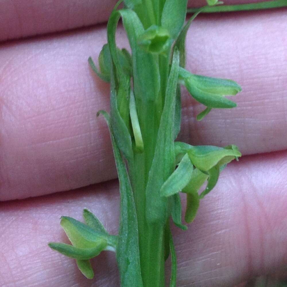 Image of Thurber's Bog Orchid