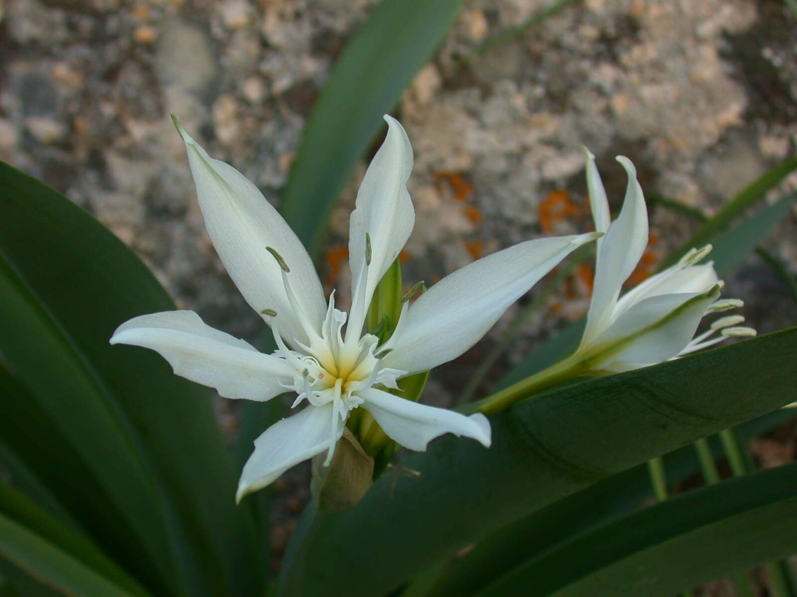 Imagem de Pancratium illyricum L.