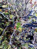 Image of pubescent skunkbush sumac