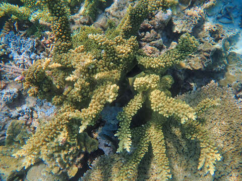 Image of Branch Coral