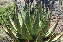 Aloe spectabilis Reynolds resmi