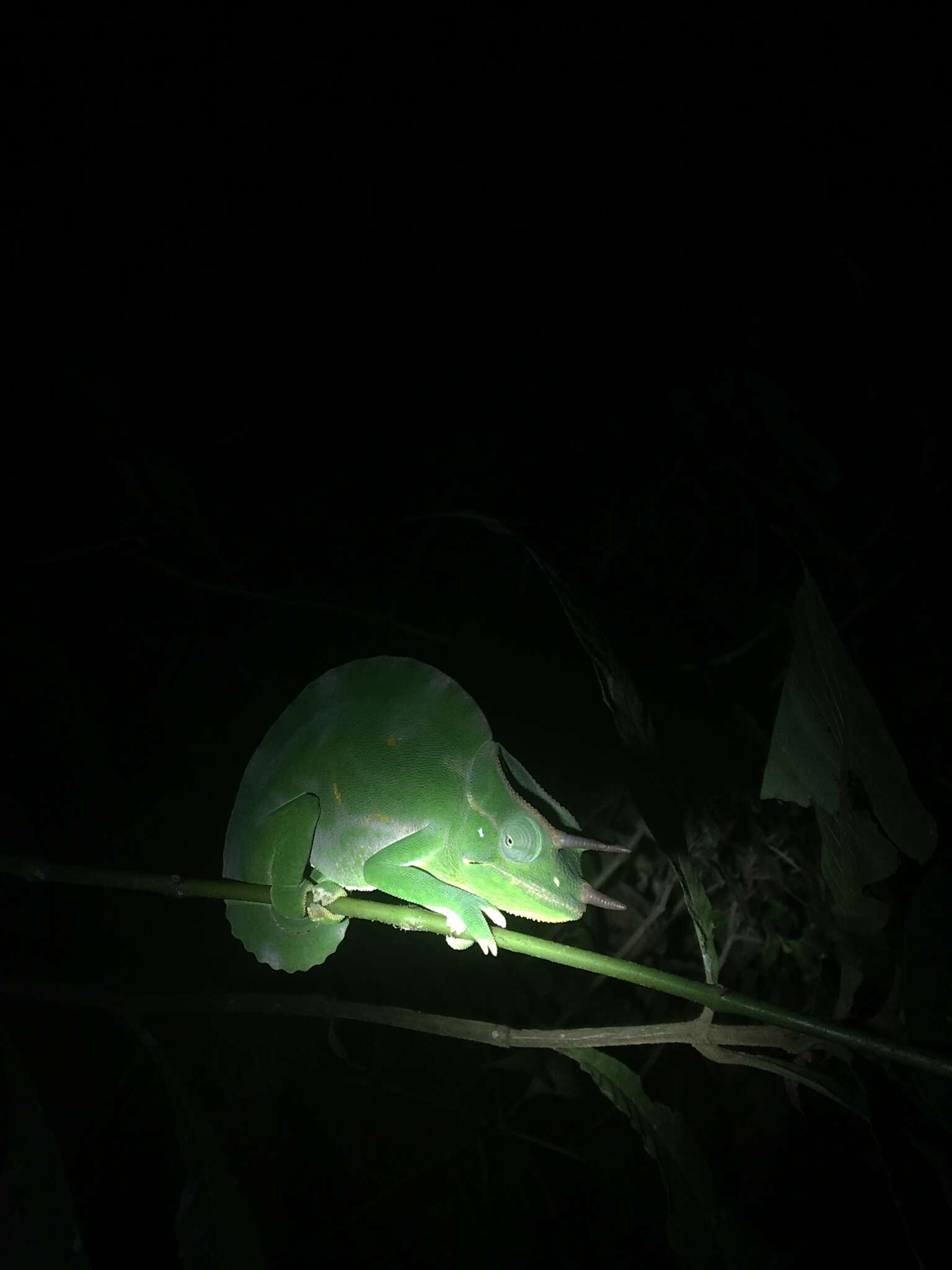 Image of Usambara Three-Horned Chameleon