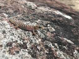 Image of Pachydactylus waterbergensis Bauer & Lamb 2003