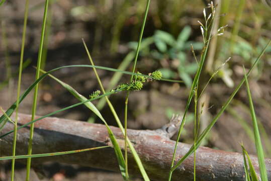 Image of Mackenzie's Sedge