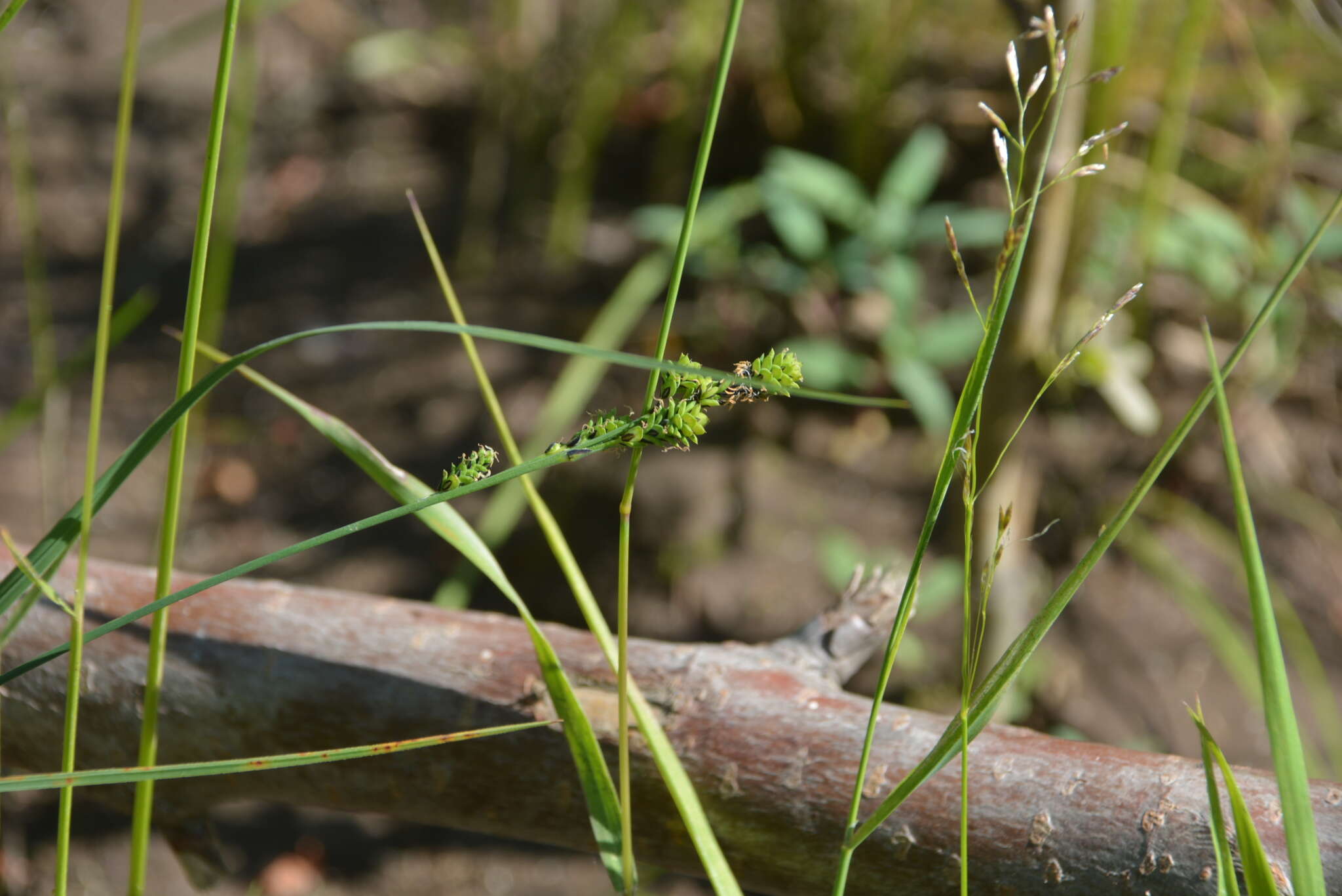 Image of Mackenzie's Sedge