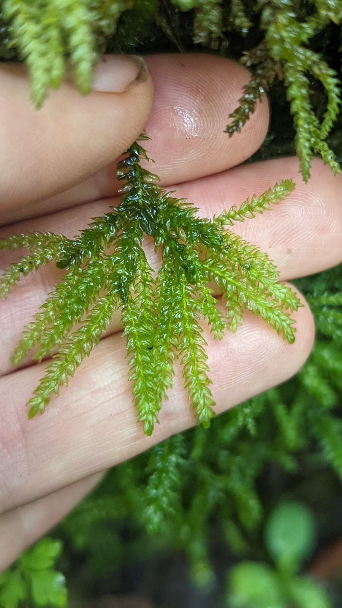 Image of Necker's thamnobryum moss